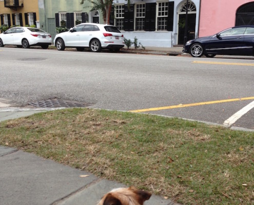 Landon exploring Charleston