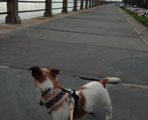 Landon exploring Charleston