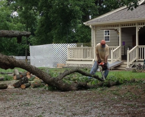 Lane Cutting Tree