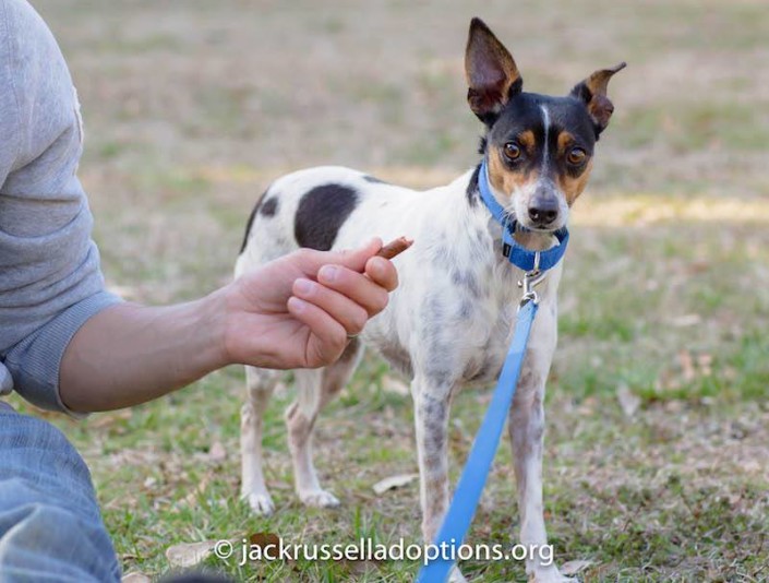 Lily Belle at rescue