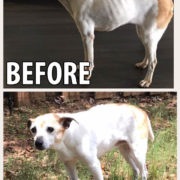 Lucy before and after