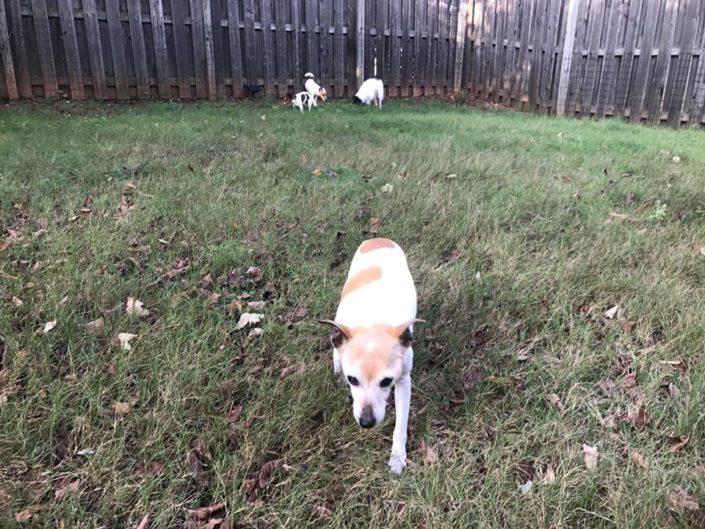 Lucy with her foster pack