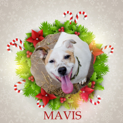 Mavis