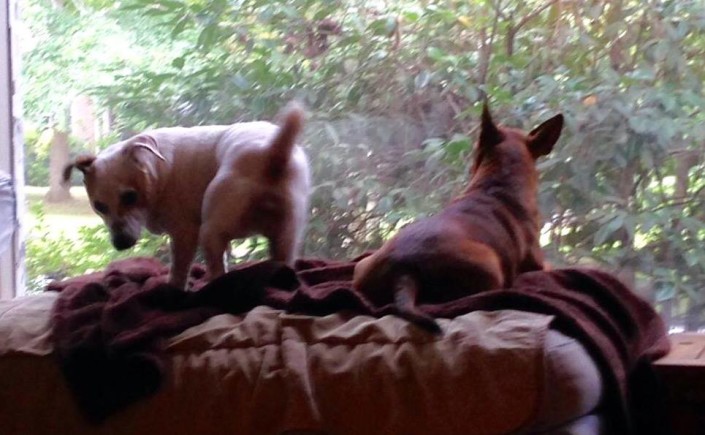 Squirrel Patrol