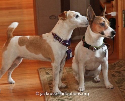 Maxie and Brigit, enjoying the view.