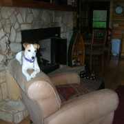 Maxie relaxing in cabin