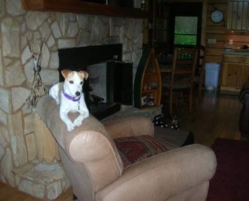 Maxie relaxing in cabin