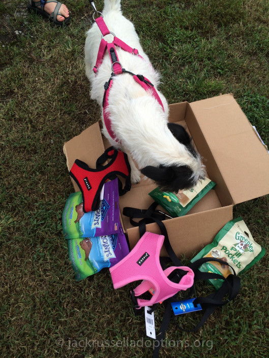 Mom and Dad brought the rescues lots of awesome stuffs ... She thought she'd help take inventory.