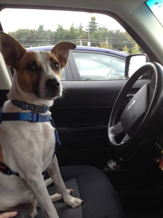 Millie driving Jeep