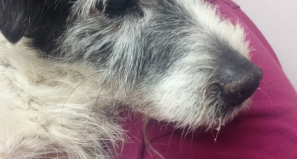 Nathaniel with us at the vet.