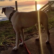 Oscar at the Beach