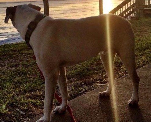 Oscar at the Beach