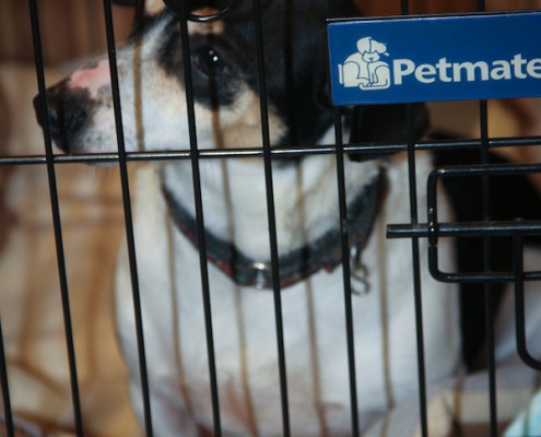 Pebbles tucked into donated crate from Amazon Wish List