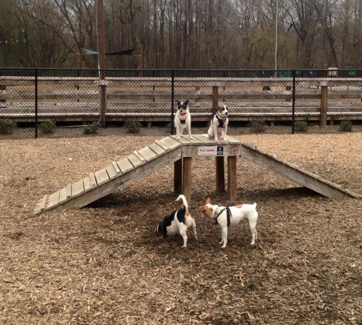 Penelope at dog park