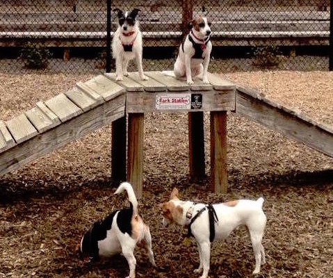 Penelope at the dog park with the gang