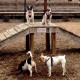 Penelope at the dog park with the gang