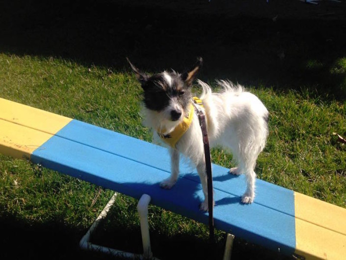 Penelope learning teeter