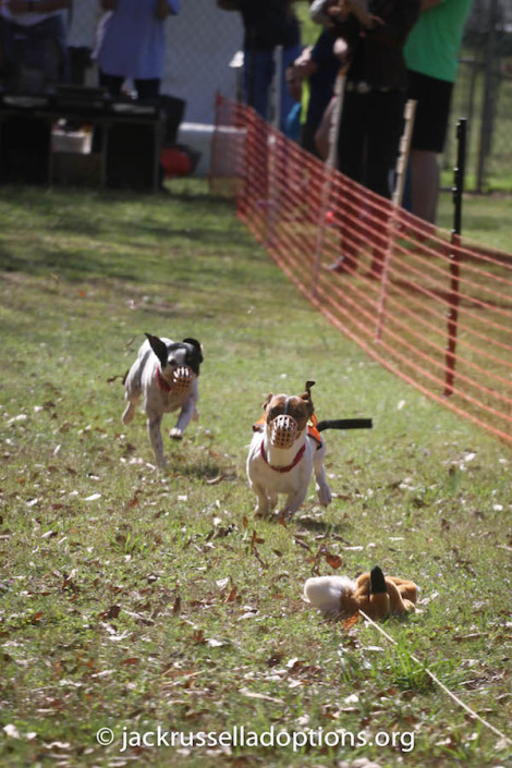 To our knowledge, neither Penny nor Sparky have ever participated in structured races ... but you would have never known!