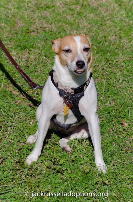 No JRT event would be complete without a special appearance by our Cinderella story Pumpkin. Like several of the other rescued/rescue dogs, she ran great by herself without the required muzzle. Between trying new things, she was strutting her experinced stuff outside the field on her agility equipment.