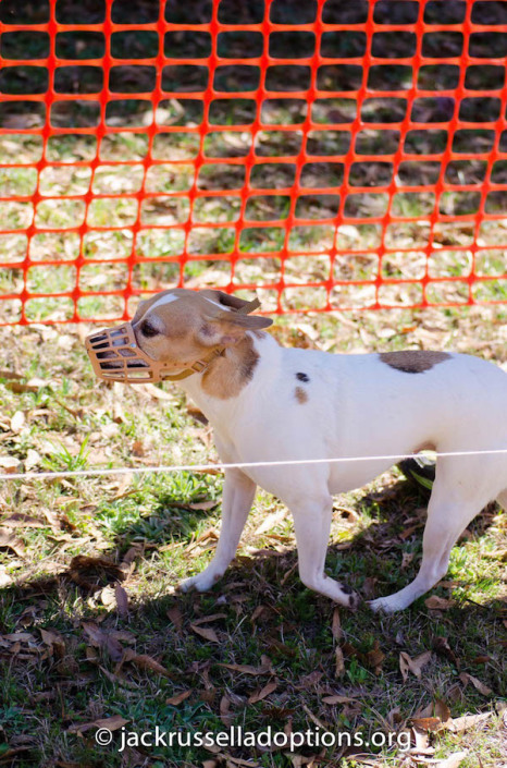 Agility queen Pumpkin checking this race thing out ... "Where's the hoop? The seesaw? That's sure a small tunnel at the end ..."