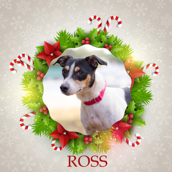 Angel Tree Ross