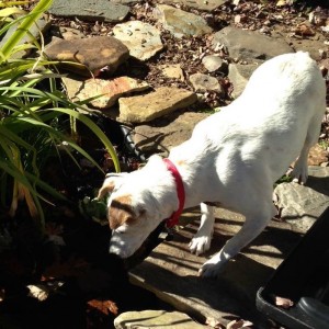 Sam Playing in His Foster Home