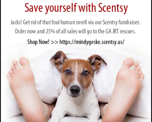Scentsy for Georgia Jack Russell Rescue