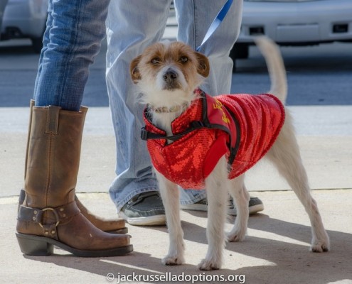 Smooch a Pooch at City Dog Market