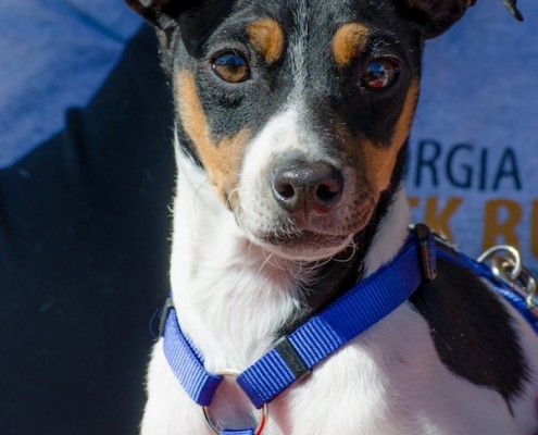 Smooch a Pooch at City Dog Market