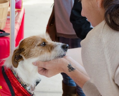 Smooch a Pooch at City Dog Market