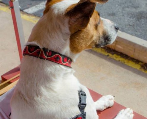 Smooch a Pooch at City Dog Market