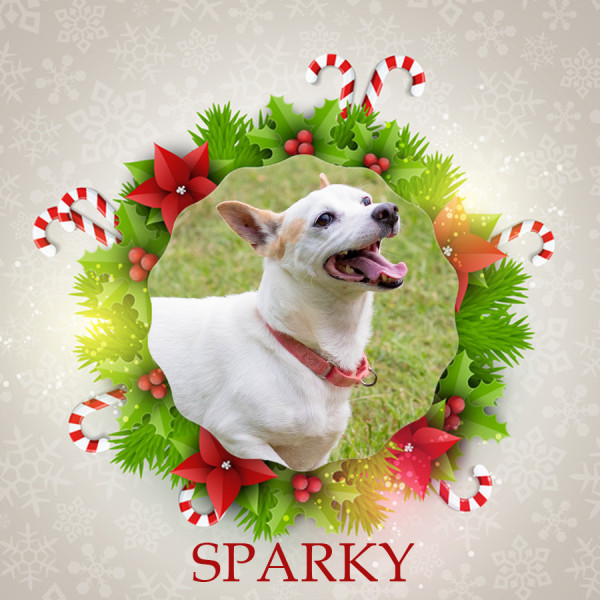 Angel Tree Sparky