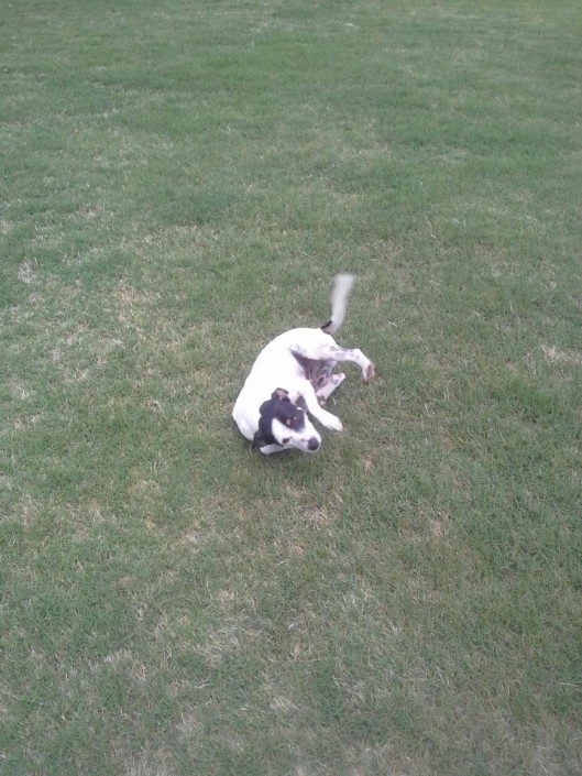 Sparky rolling in yard