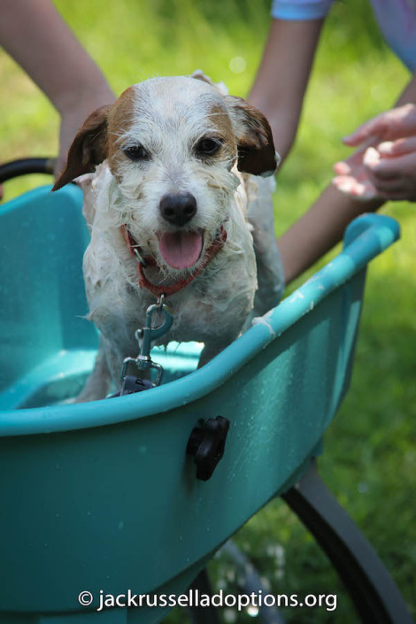 Joey getting a bath