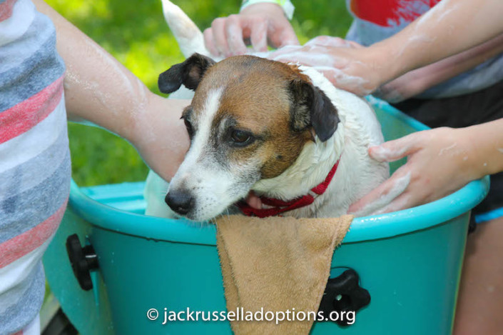 Nog getting a bath