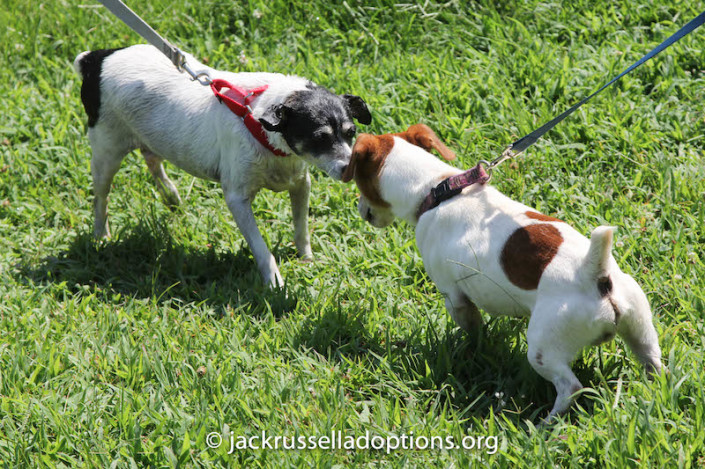 Roxy and Emory kissing