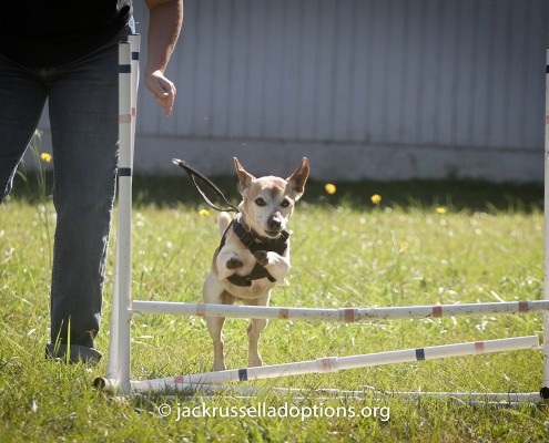 Brewster learning agility