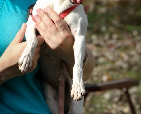 Isabella Jack Russell