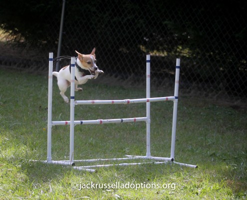 Pumpkin the Jack Russell jumping