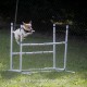 Pumpkin the Jack Russell jumping