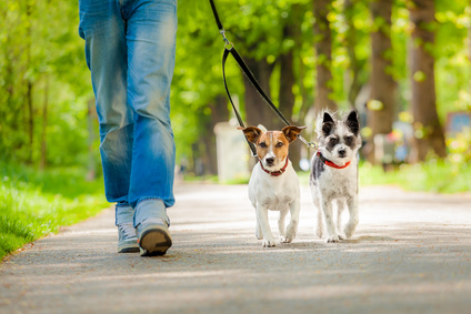 Walk for the rescues