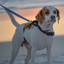 Mr. Wiggles at the beach